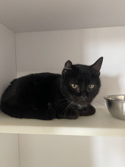 Toketee, Adult Domestic Short Hair, cat for adoption in Springfield, Missouri