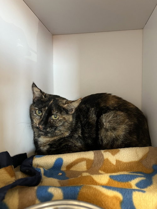 picture of the cat needing adoption