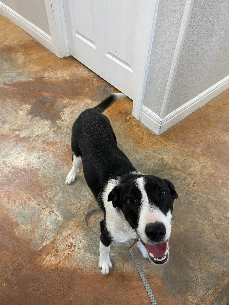 Border Collie