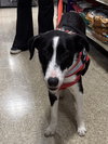 Oreo - Photo 2