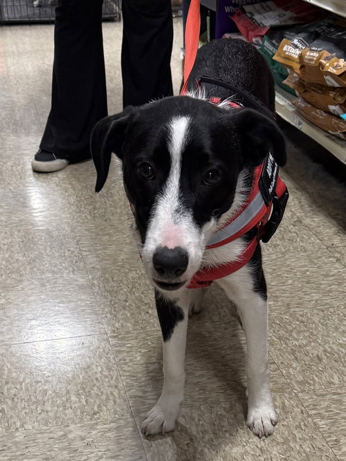 OREO - Border Collie / Great Pyrenees available for adoption