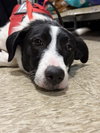 Oreo - Photo 3