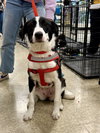 Oreo - Photo 4