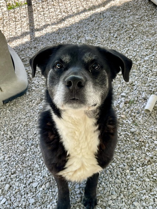 Blaze, an adoptable Labrador Retriever in Bolivar, MO