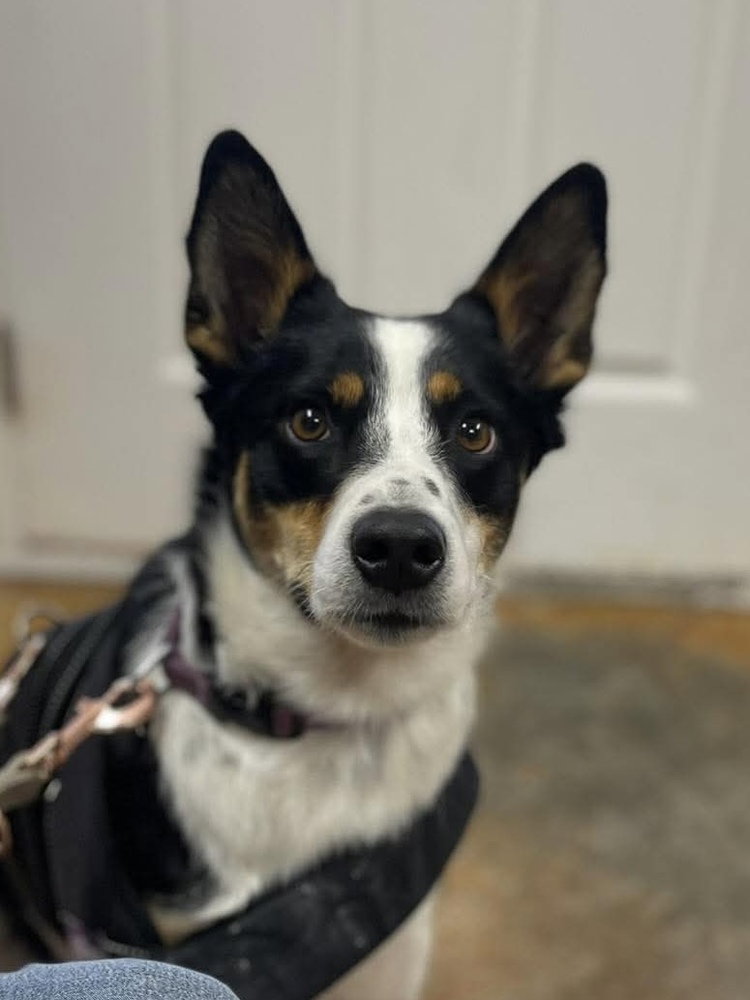 Australian Shepherd