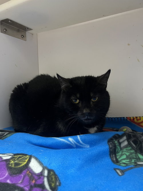 picture of the cat needing adoption