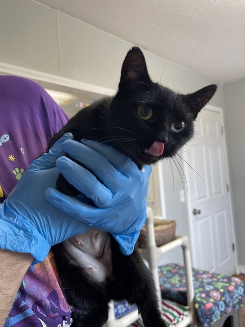 Momma C, Adult Domestic Short Hair, cat for adoption in Springfield, Missouri