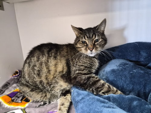 picture of the cat needing adoption