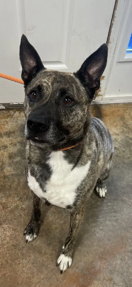 Jojo - Dutch Shepherd