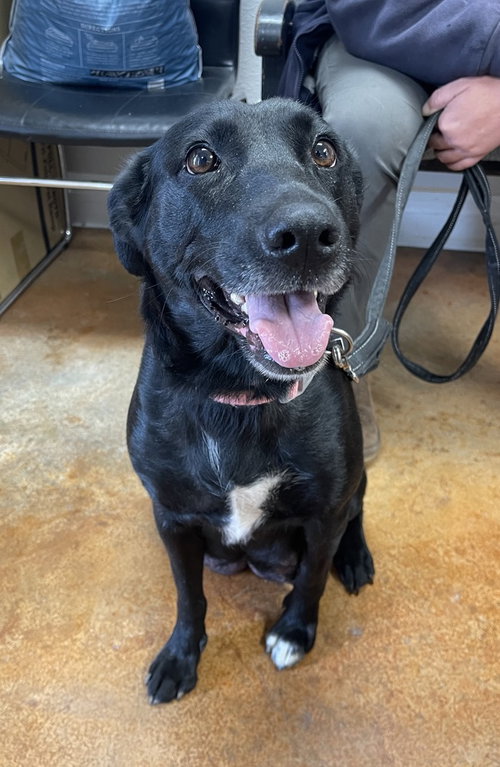 Chili, an adoptable Labrador Retriever in Bolivar, MO