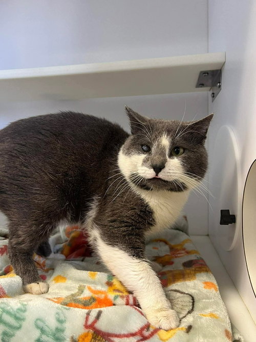 Corndog, an adoptable Domestic Short Hair in Bolivar, MO