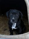 Clyde - Photo 1
