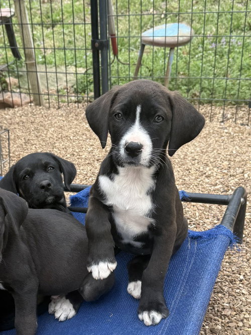 Toots, an adoptable Labrador Retriever in Bolivar, MO