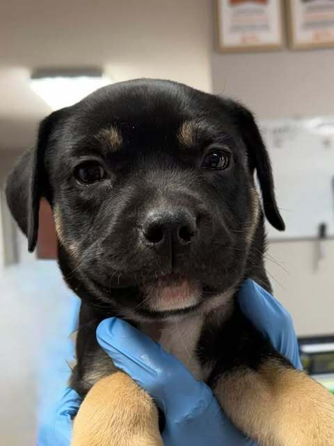 Duckie, an adoptable Labrador Retriever in Bolivar, MO