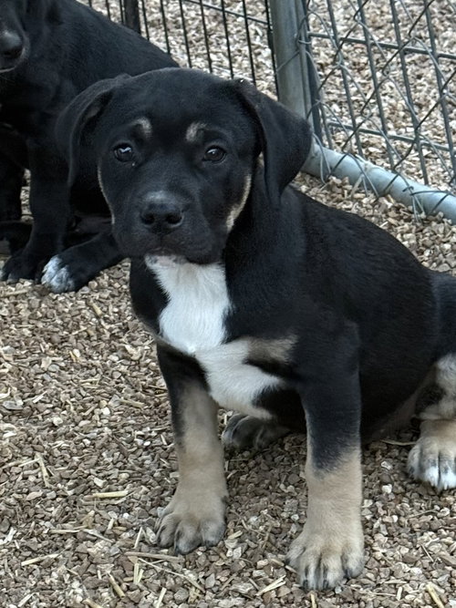 DUCKIE - Labrador Retriever / Boxer available for adoption