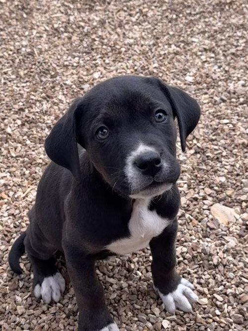 Mitch, an adoptable Labrador Retriever in Bolivar, MO