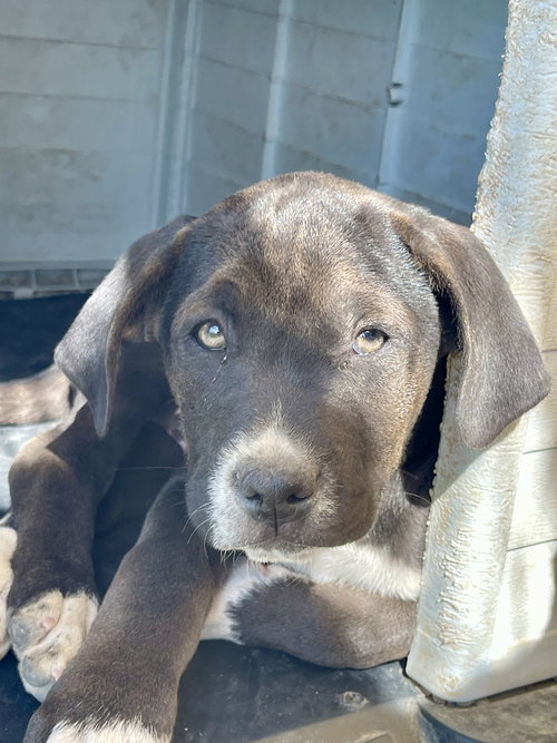 MITCH - Labrador Retriever / Boxer available for adoption