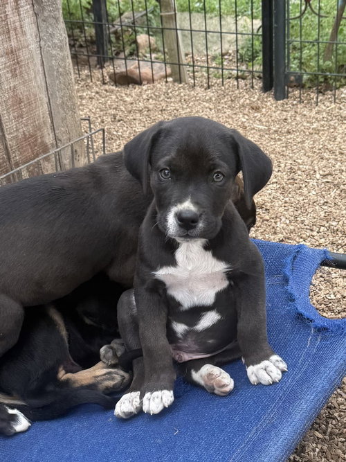 MITCH - Labrador Retriever / Boxer available for adoption