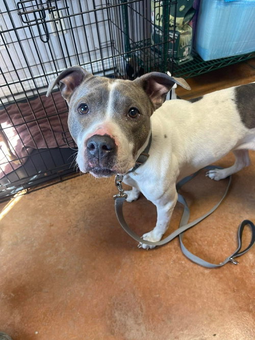 THORN - Pit Bull Terrier available for adoption