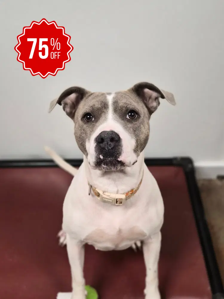 Thorn - Pit Bull Terrier