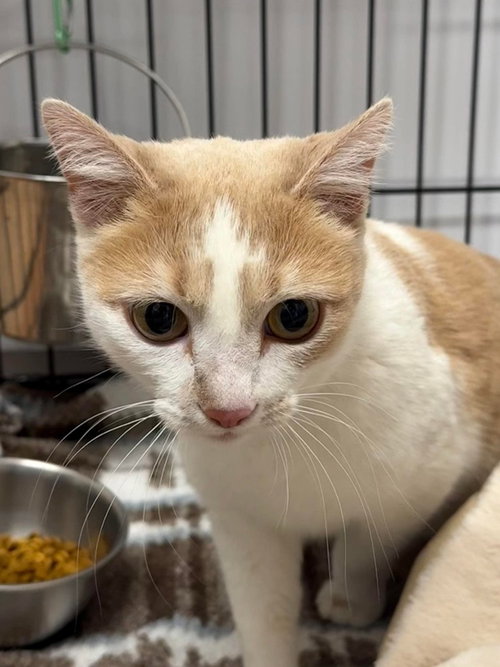 Faith, an adoptable Domestic Short Hair in Bolivar, MO