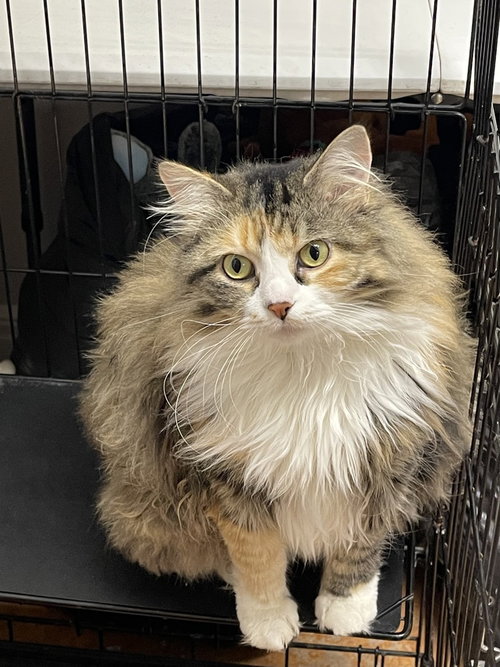 Maybel, an adoptable Domestic Long Hair in Bolivar, MO