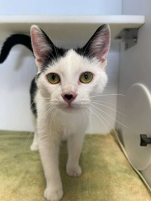 Chess, an adoptable Domestic Short Hair in Bolivar, MO