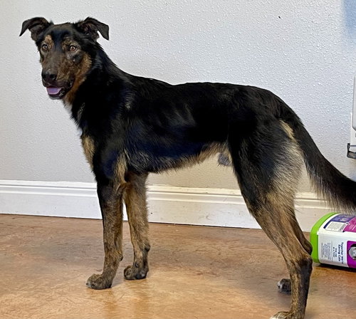 Buddy Boy, an adoptable German Shepherd Dog in Bolivar, MO