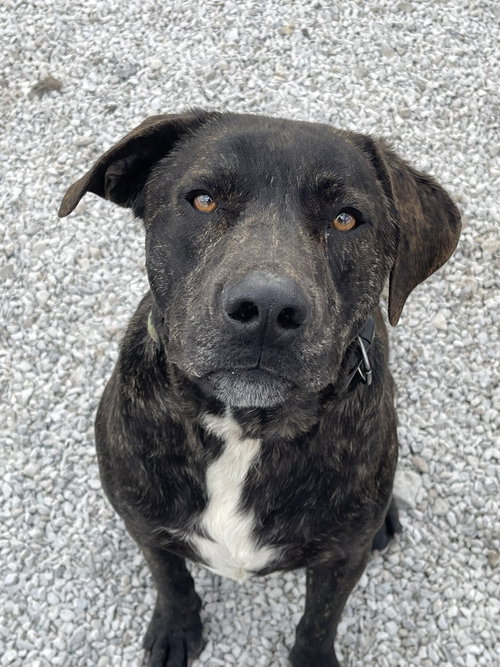 Tiger, an adoptable Labrador Retriever in Bolivar, MO