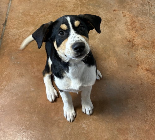 Howie, an adoptable Treeing Walker Coonhound in Bolivar, MO