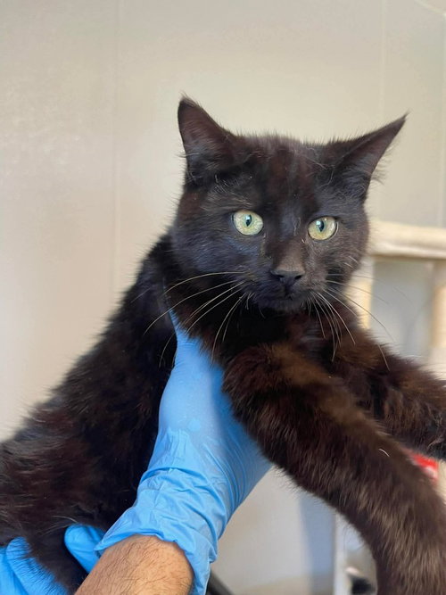 Ladle, an adoptable Domestic Short Hair in Bolivar, MO
