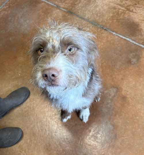 Percy, an adoptable Terrier in Bolivar, MO
