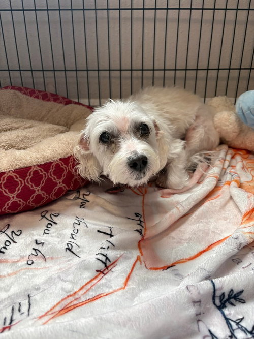 Snooks, an adoptable West Highland White Terrier Westie in Bolivar, MO