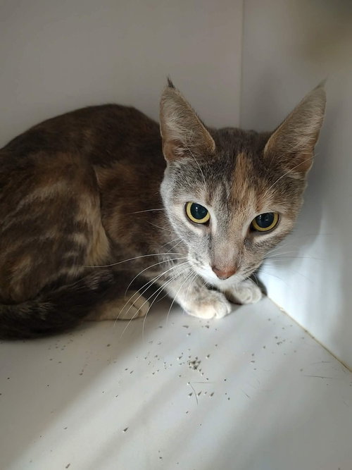 Morrigan, an adoptable Domestic Short Hair in Bolivar, MO