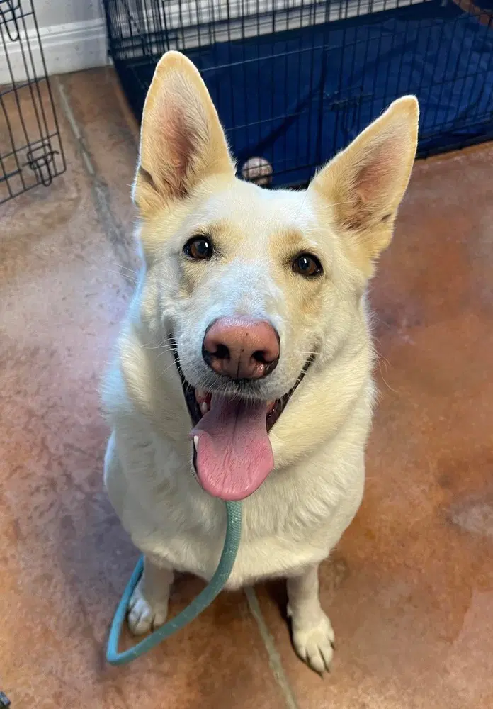 Loonuh - German Shepherd Dog