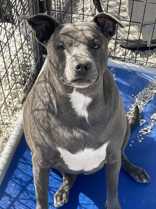 Karma, an adoptable Staffordshire Bull Terrier in Bolivar, MO