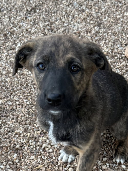 NALA - Dutch Shepherd / Great Pyrenees available for adoption