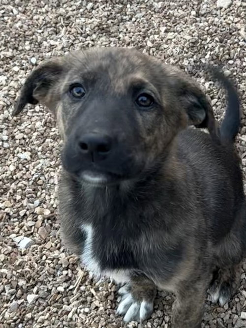 NALA - Dutch Shepherd / Great Pyrenees available for adoption