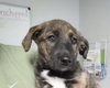 Nala - Photo 3