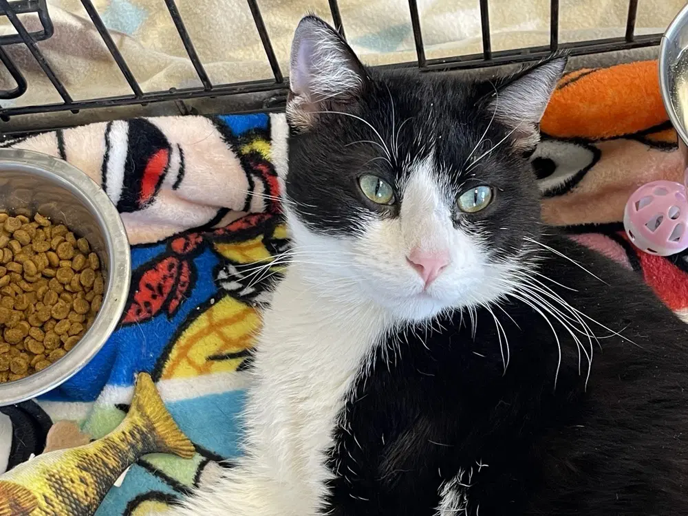 Tom Tom - Domestic Short Hair