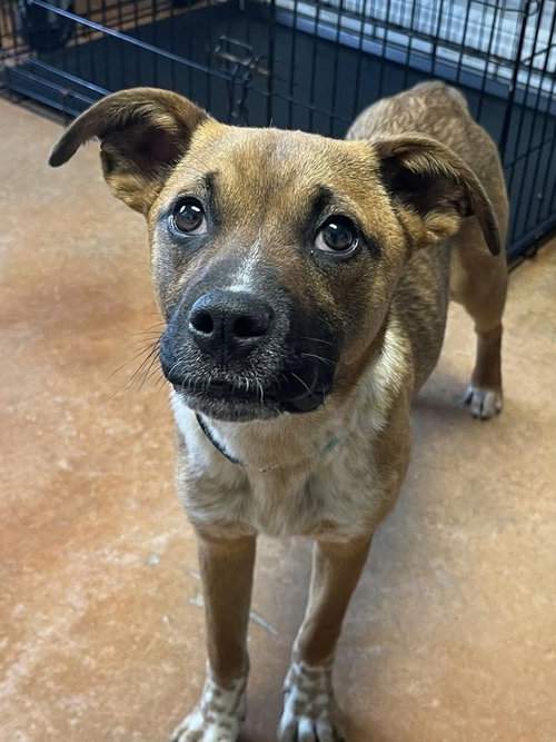 Ruby Doo, an adoptable Boxer in Bolivar, MO