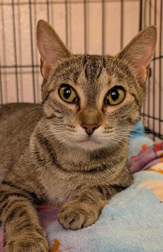 Ivy - Domestic Short Hair