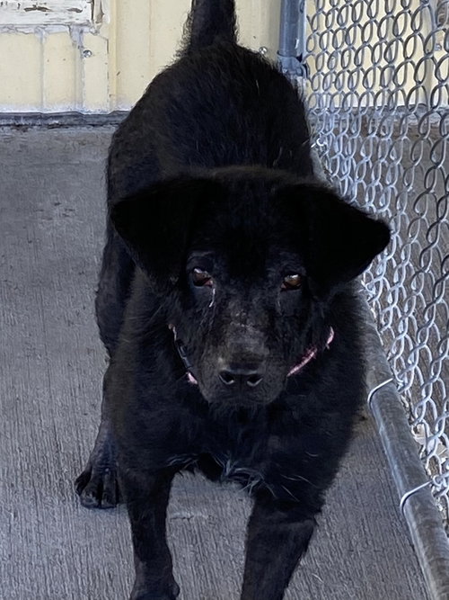 LUMEN - Labrador Retriever available for adoption
