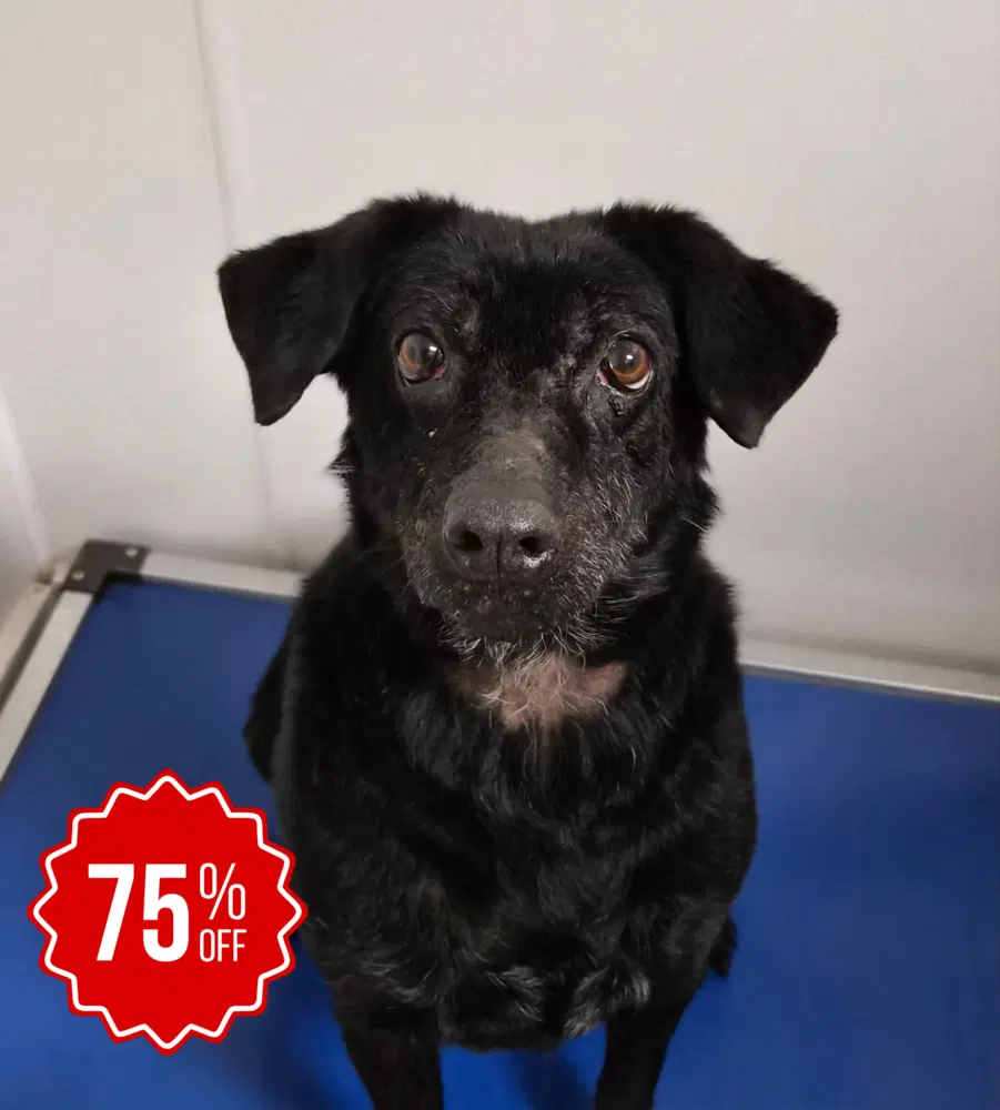 Lumen - Labrador Retriever