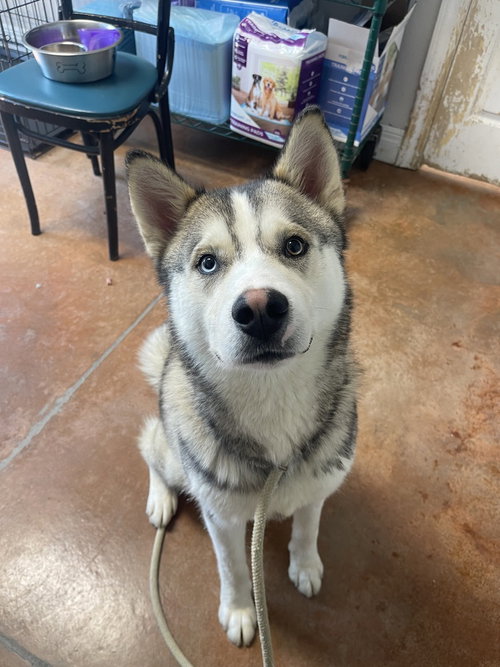 Bolt, an adoptable Siberian Husky in Bolivar, MO