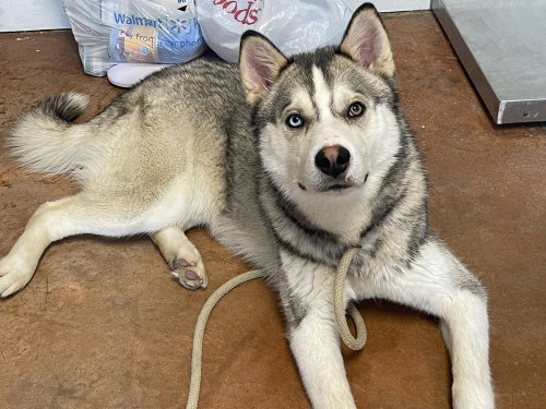 BOLT - Siberian Husky available for adoption