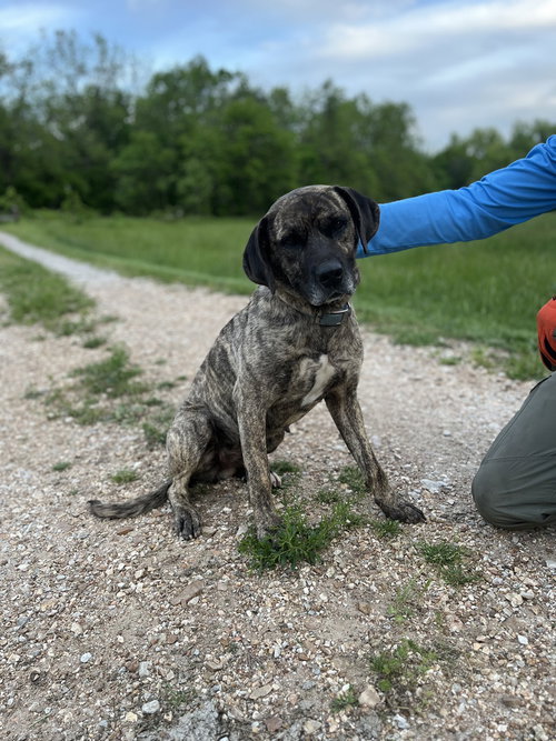 RIBSY - Bullmastiff / Hound available for adoption