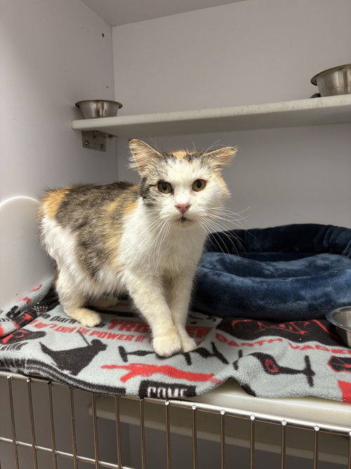 Tallulah, an adoptable Domestic Medium Hair in Bolivar, MO