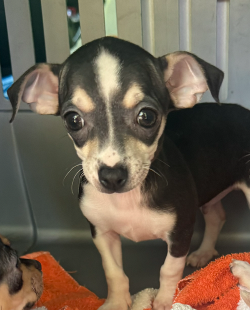Tad, an adoptable Chihuahua in Bolivar, MO