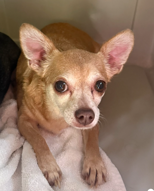 SMIDGE - Chihuahua for adoption in Springfield